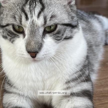 Foto 4/4 Shelby Chat perdido en Saint amand montrond