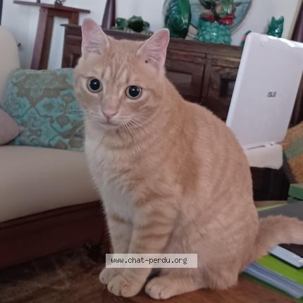 Foto 1/1 JULES Chat perdido en Montegrosso corse