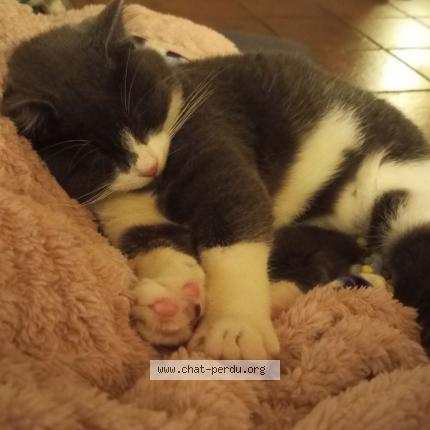 Foto 1/1 Flocon Chat perdido en Grealou