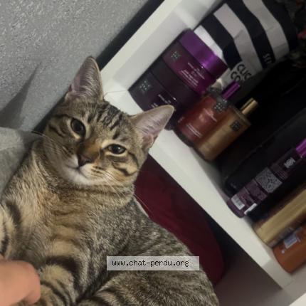 Foto 2/3 Nalla Chat perdido en Echirolles