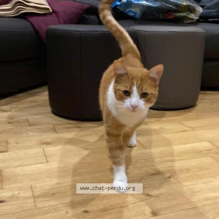 Foto 1/1 Ron Chat perdido en Verneuil sur avre