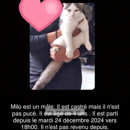 Foto 1/2 Milo Chat perdido en Dammartin en goele