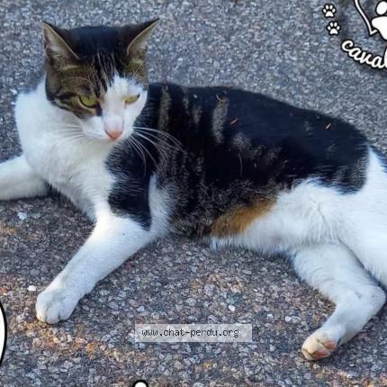 Foto 1/1 Looping Chat perdido en Schiltigheim