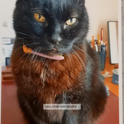 Foto 1/1 BEETHOVEN Chat perdido en Angers
