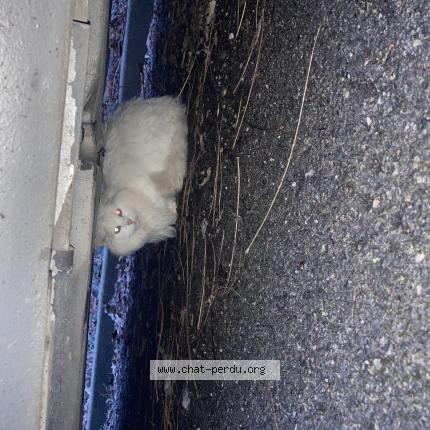 Foto 1/1 Gato encontrado Encontrado en Thionville