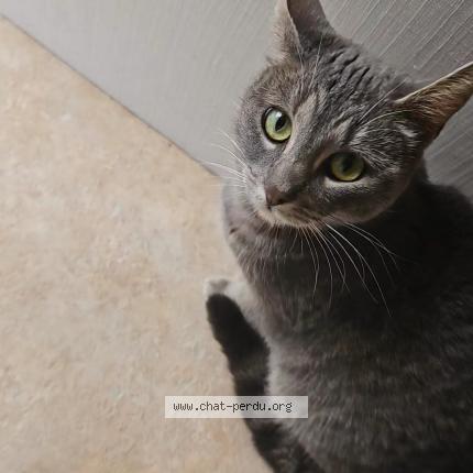 Foto 1/2 Luna Chat perdido en Vernouillet