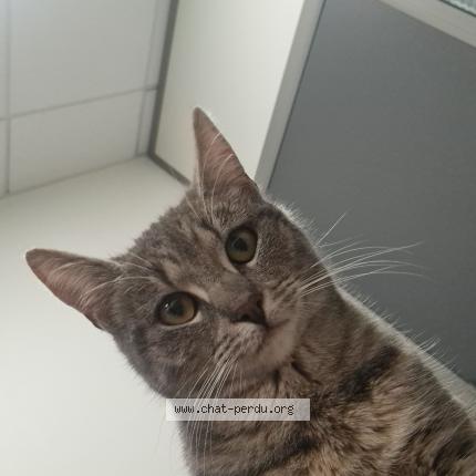 Foto 2/2 Luna Chat perdido en Vernouillet