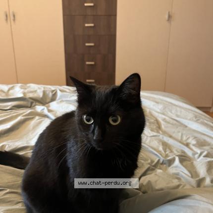 Foto 1/1 Gato encontrado Perdido en Vincennes