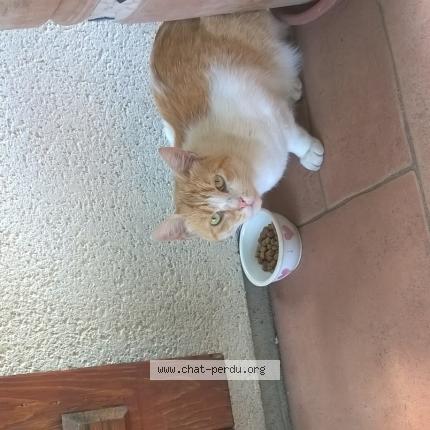 Foto 1/1 Gato encontrado Perdido en Salbris