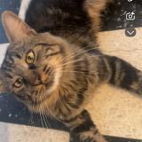 Foto del gato perdido en Montauban