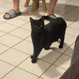 Foto del gato perdido en Beaumont St Cyr