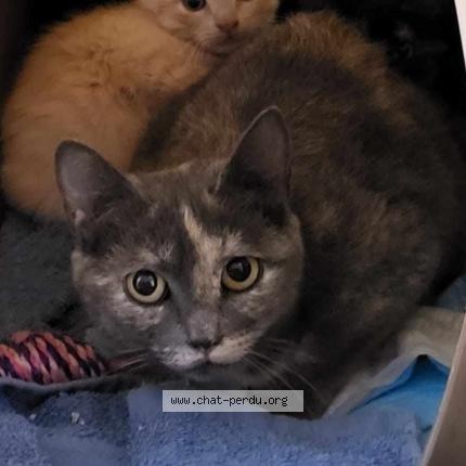 Foto 1/1 Gato encontrado Perdido en La batie rolland