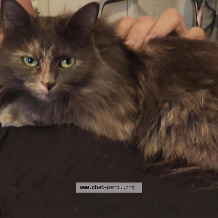 Foto 1/1 ELVIRA Chat perdido en Montpeyroux