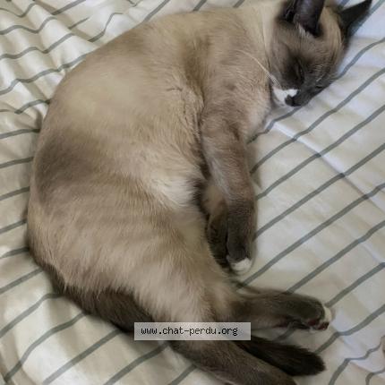 Foto 1/1 TAO Chat perdido en Saint malo