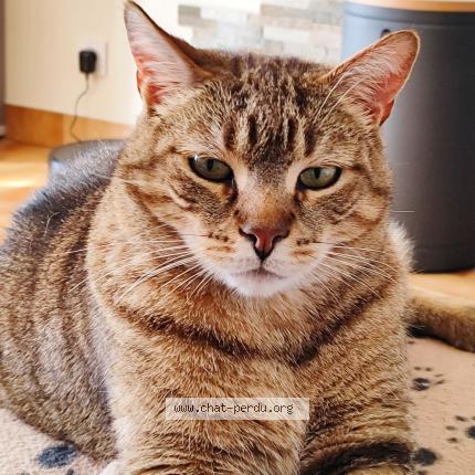 Foto 1/1 Passoa Chat perdido en Vouille 79230