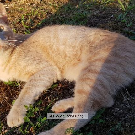 Foto 1/1 Natsu Chat perdido en Beaulieu sous parthenay