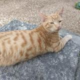 Foto del gato perdido en Cult