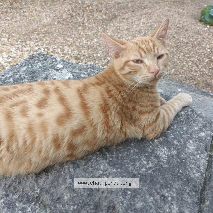 Foto 1/1 Tira Chat perdido en Cult