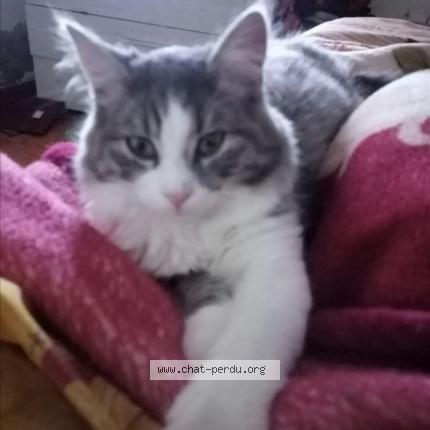 Foto 1/1 Félix Chat perdido en Henin beaumont