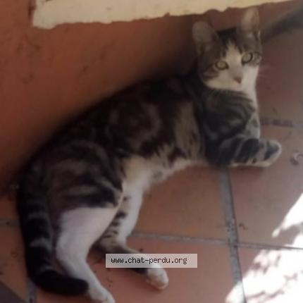 Foto 1/1 Gato encontrado Perdido en La ciotat