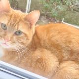 Foto de gato encontrado en Rouen