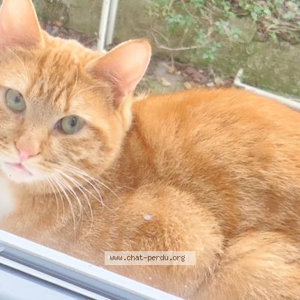 Foto 1/1 Gato encontrado Encontrado en Rouen