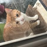 Foto de gato encontrado en Fosses