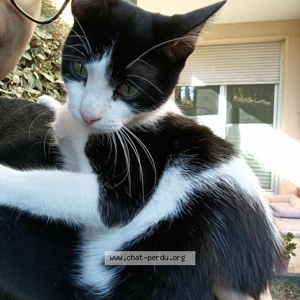 Foto 1/1 Am&eacute; Chat perdido en Toulouse