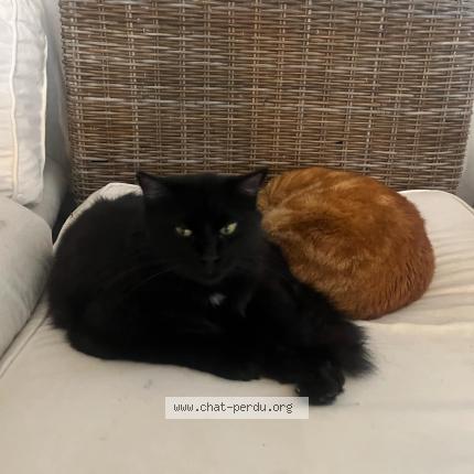 Foto 1/1 Gato encontrado Perdido en Reze