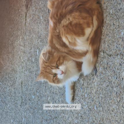 Foto 2/2 Gato encontrado Perdido en Bayonne