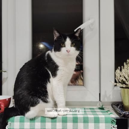 Foto 1/1 Matz-Matz Chat perdido en Maison laffitte