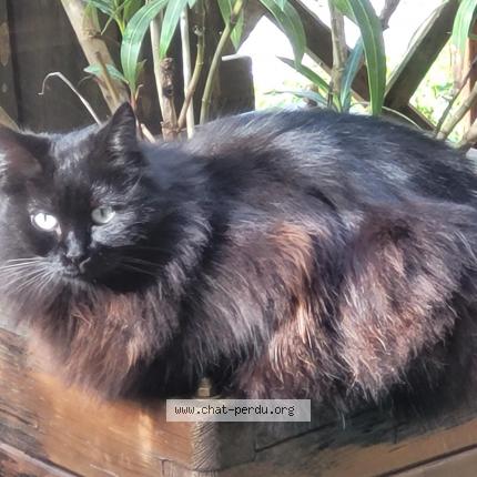 Foto 1/1 Baki Chat perdido en Sainte helene sur isere