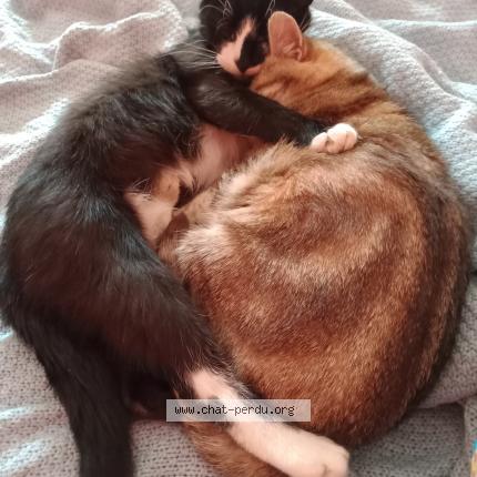 Foto 1/3 TZARINETTE OU PIPINE Chat perdido en Allaire