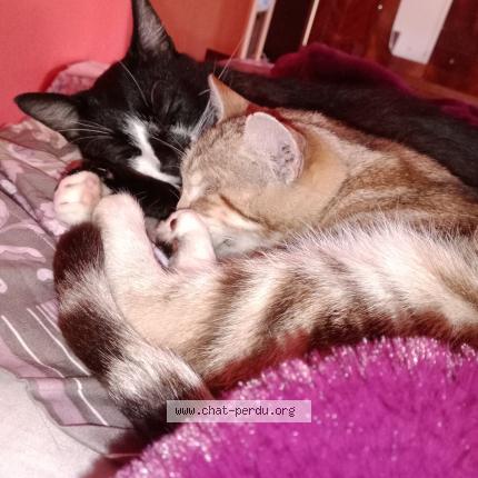 Foto 2/3 TZARINETTE OU PIPINE Chat perdido en Allaire