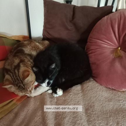 Foto 3/3 TZARINETTE OU PIPINE Chat perdido en Allaire