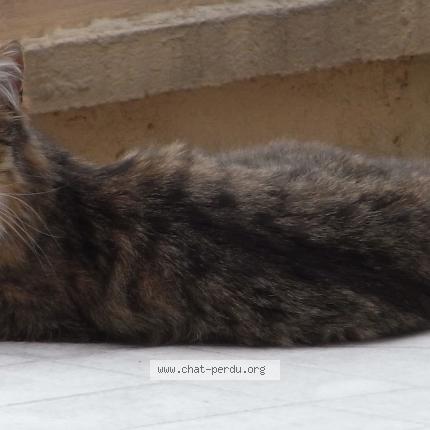 Foto 1/1 JASMINE Chat perdido en Saint brieuc