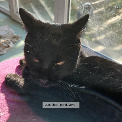 Foto 2/2 Gato encontrado Encontrado en Bajamont