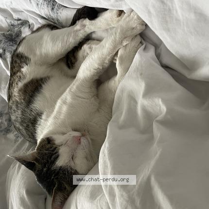 Foto 1/1 Lee Chat perdido en Chambray les tours