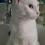 Foto del gato perdido en Brebieres