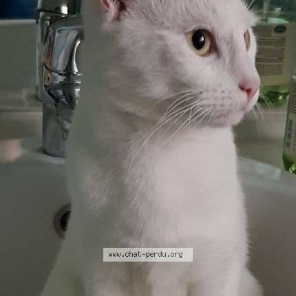 Foto 1/1 Rams&egrave;s Chat perdido en Brebieres