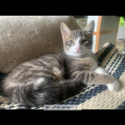 Foto 1/1 Mimi Chat perdido en La rochelle