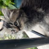 Foto del gato perdido en Cochin