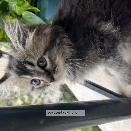 Foto 1/1 Watson Chat perdido en Cochin