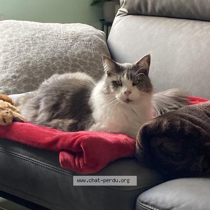 Foto 1/1 Cibelle Chat perdido en Ruoms