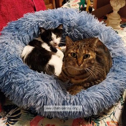 Foto 1/1 UDELIA Chat perdido en La ferte gaucher