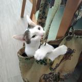 Foto del gato perdido en Bon Encontre