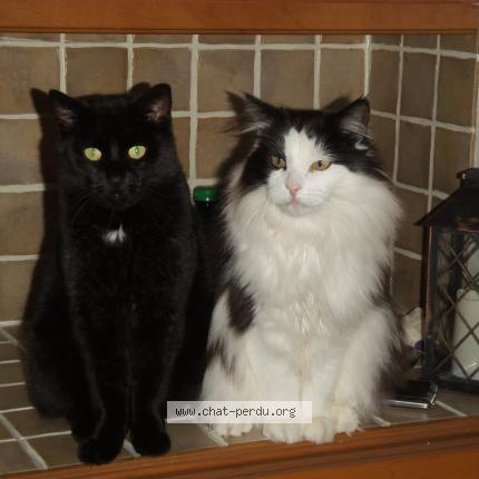 Foto 1/2 Bebe Chat perdido en Shawinigan