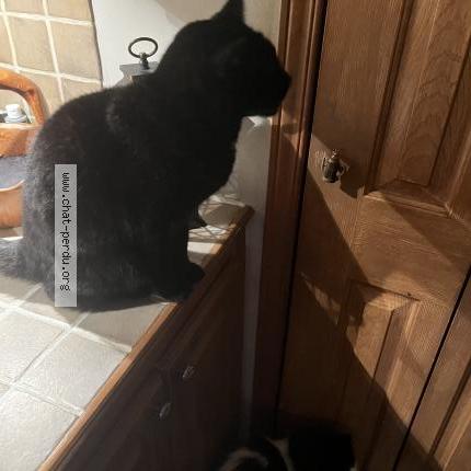 Foto 2/2 Bebe Chat perdido en Shawinigan