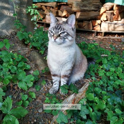 Foto 1/1 Hérésie Chat perdido en Les martres d artiere