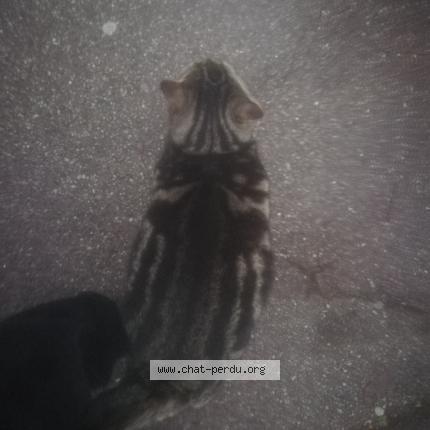 Foto 3/5 Gato encontrado Encontrado en Mantes la ville